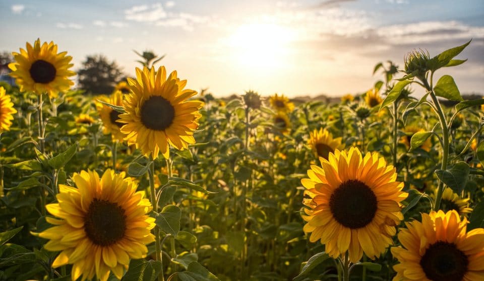 A Popular Farm Near Ballarat Is Open For Sunflower Picking