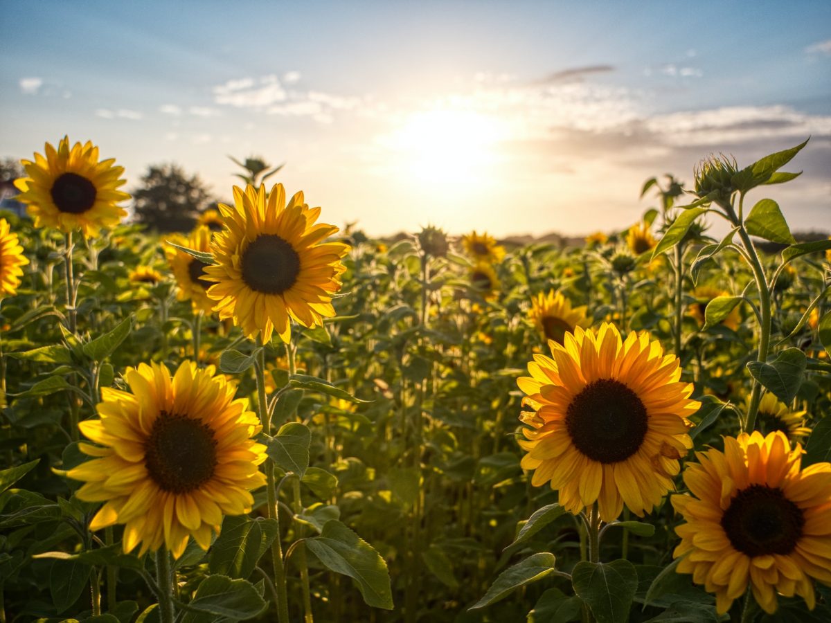 Pick Your Own Sunflowers At This Blooming Field Near Ballarat