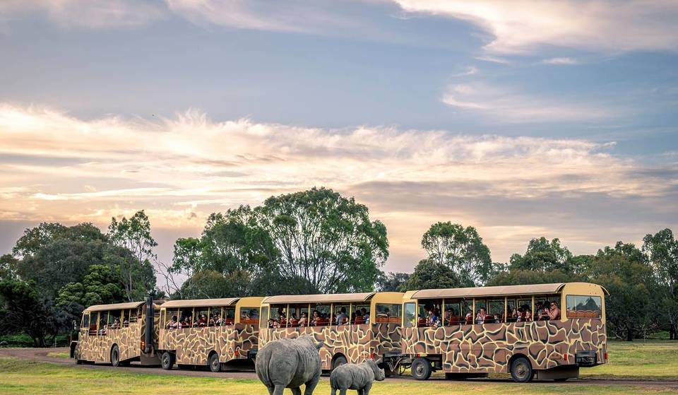 See The Elephants During Golden Hour For The First Time When Sunset Safari Returns To Werribee