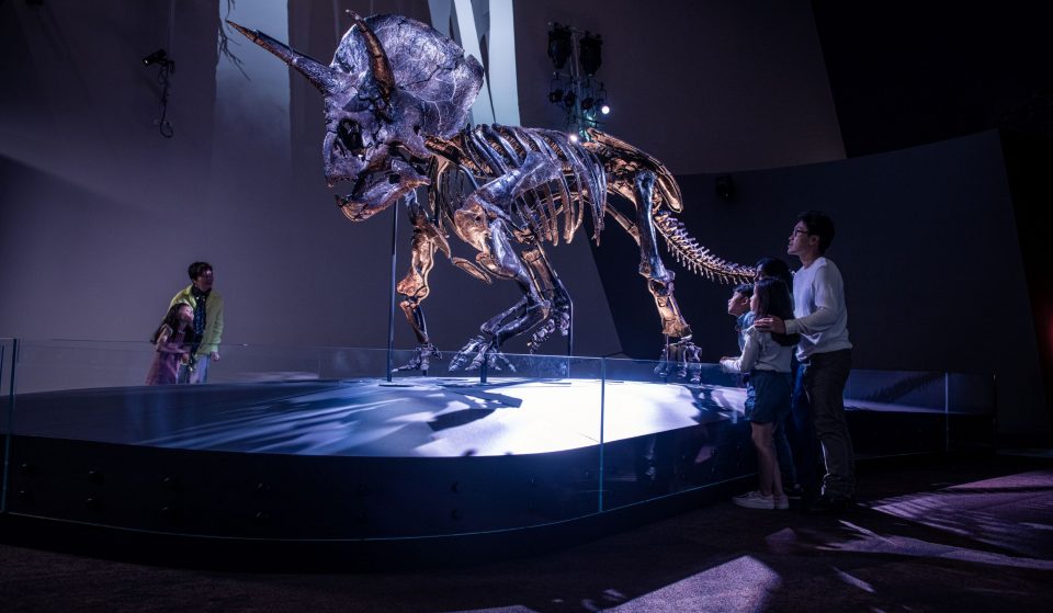 See The World’s Most Complete Triceratops Fossil At Melbourne Museum