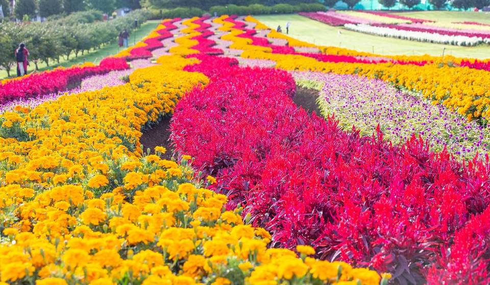 Frolic In The Enchanting Tesselaar KaBloom Festival Of Flowers This Autumn