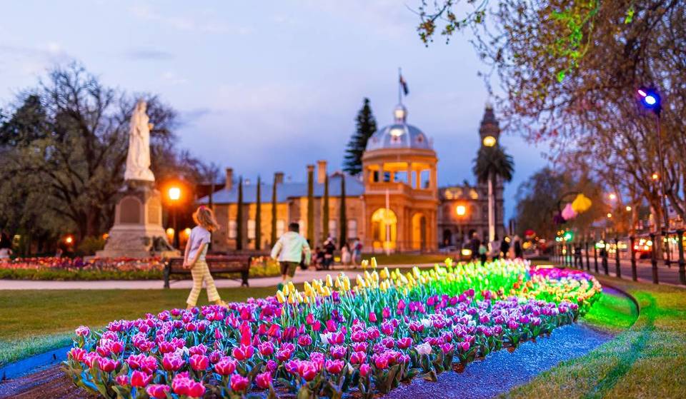 Over 40 Thousand Tulips Will Soon Bloom At The Bendigo Annual Tulip Display