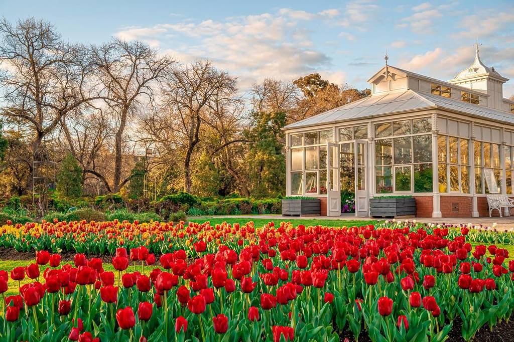 tulips blooming by the Conservatory in Bendigo