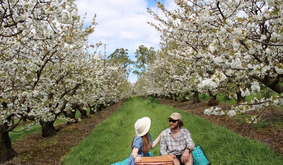 Find Fairies, Flowers And More At The Blue Hills Cherry Blossom Show