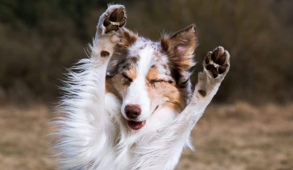Have A Pup-Tacular Time When This Week-Long Dog Festival Takes Over Moonee Ponds
