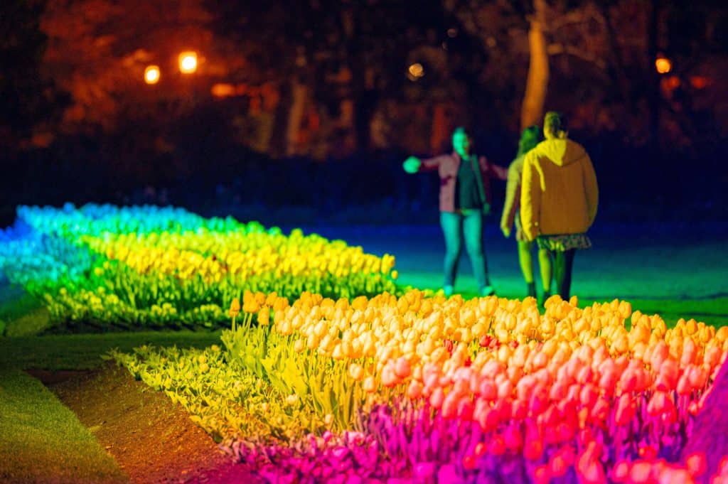 Bendigo Annual Tulip Display Secret Melbourne