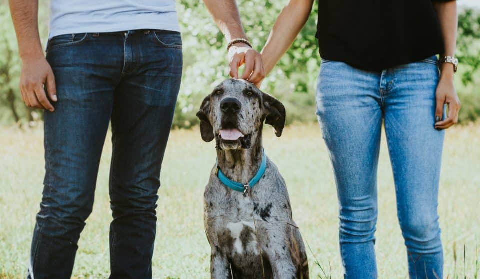 Hit The Town With Your Furry Best Friend At The Dating With Dogs Singles Event