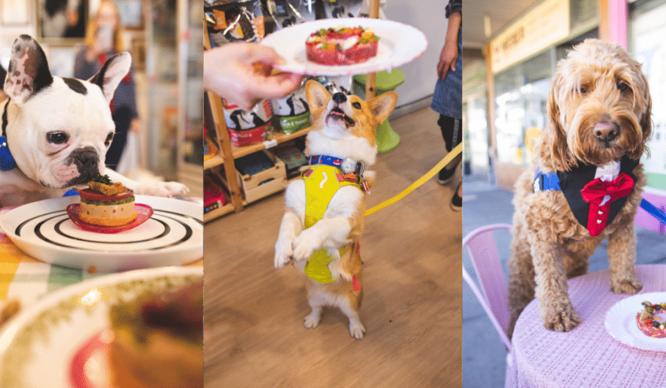Your Dog Will Have A Rebarkable Time At This Fancy Dog Degustation Dinner