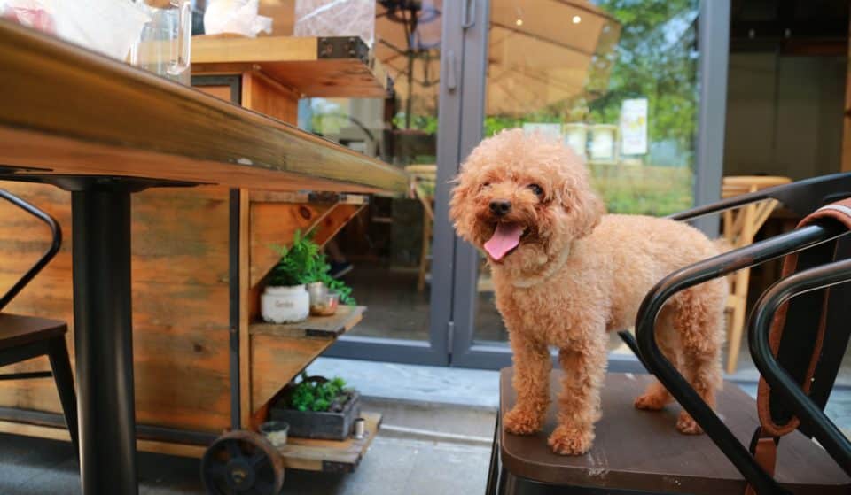 Take Your Dog On A Date To This Creative Paint And Plant Night In Melbourne’s West