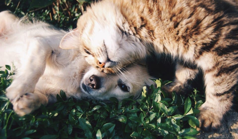 Have A Pawsome Time At This High Tea Fundraiser By Second Chance Animal Rescue