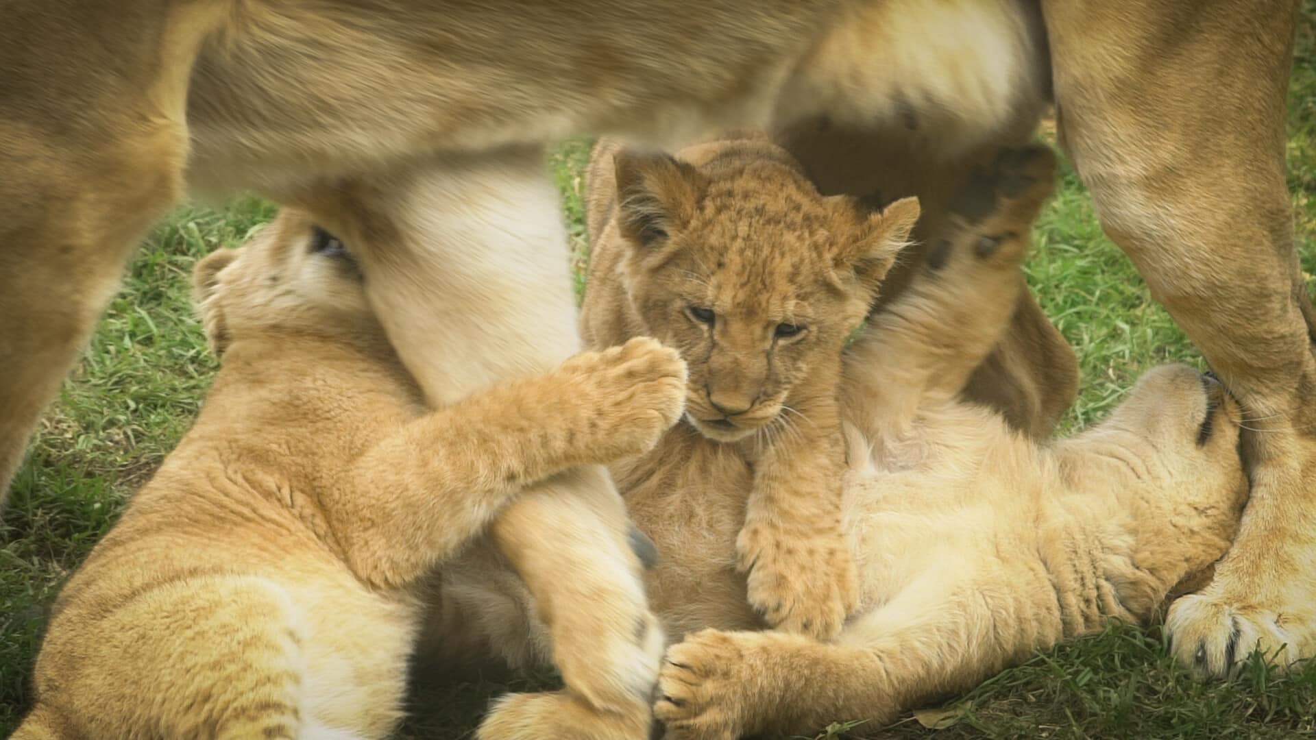 three-adorable-lion-cubs-at-werribee-open-range-zoo