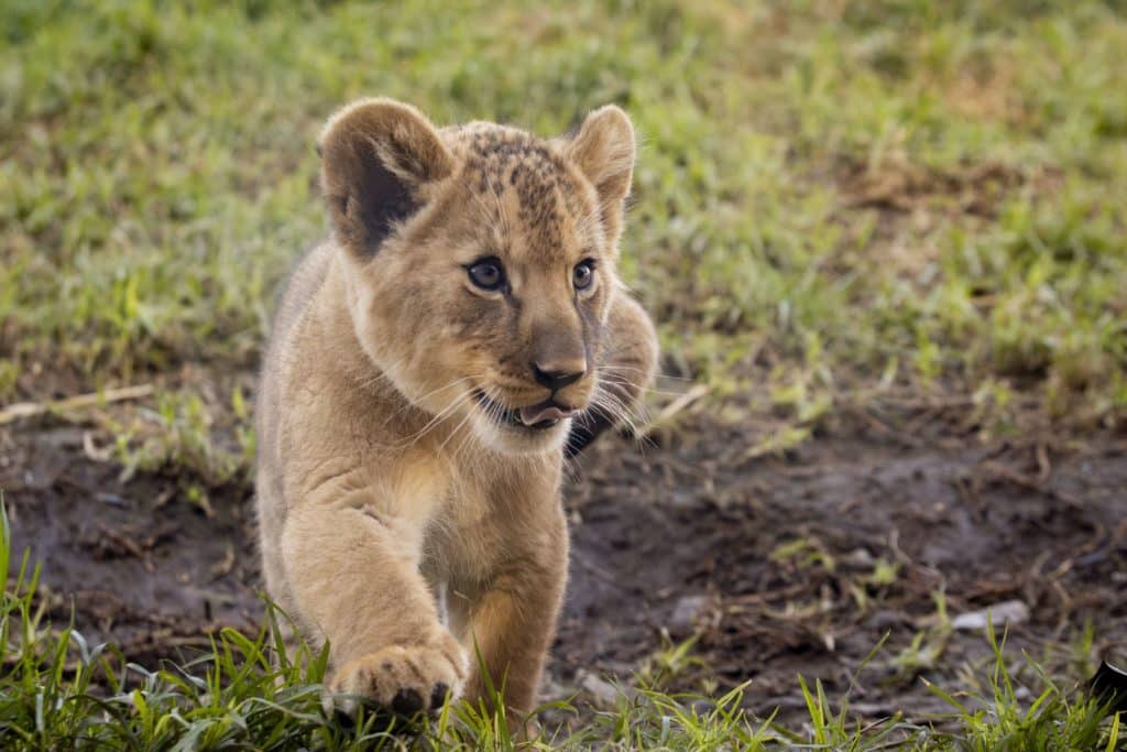 Three Adorable Lion Cubs At Werribee Open Range Zoo