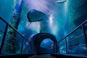 The Most Unforgettable Things To Do In Melbourne With Kids