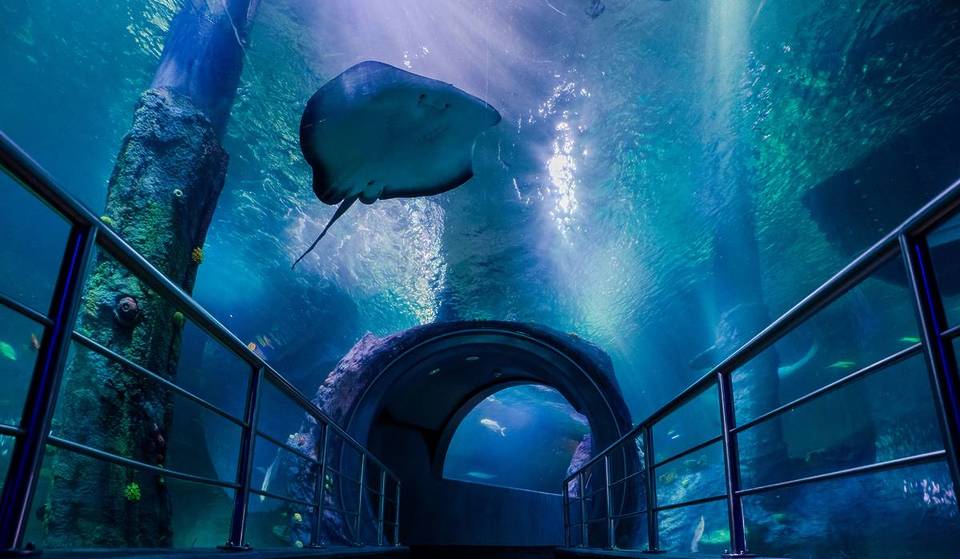 Discover The Newly Renovated Oceanarium At SEA LIFE Melbourne Aquarium