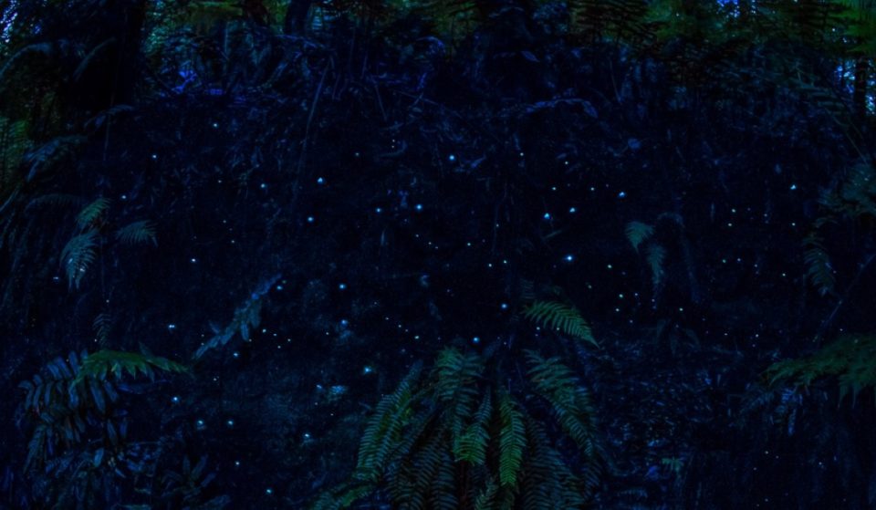 This Lush Rainforest In Victoria Glimmers With The Light Of Glow Worms After Dark