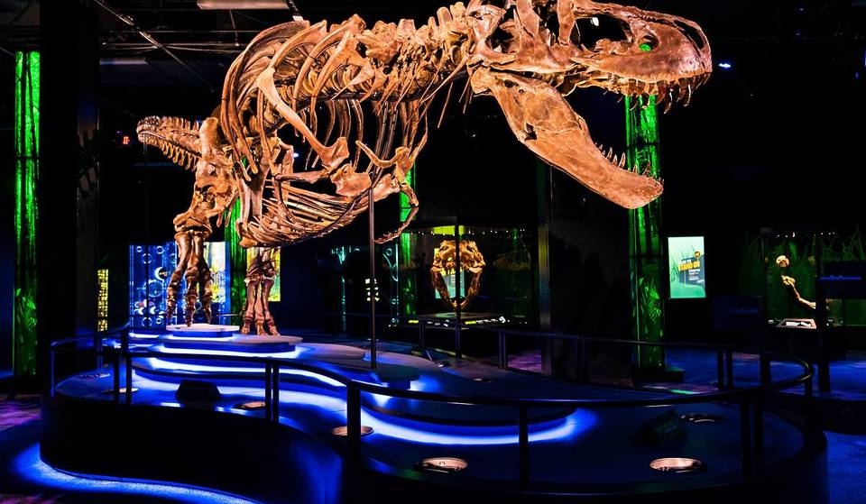 The First Real Tyrannosaurus Rex In Victoria Is Coming To Melbourne Museum