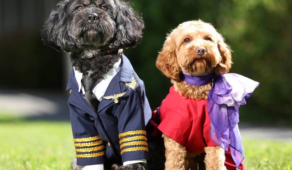 Virgin Australia Is Jet Set To Be The Country’s First Carrier To Welcome Pets In The Cabin