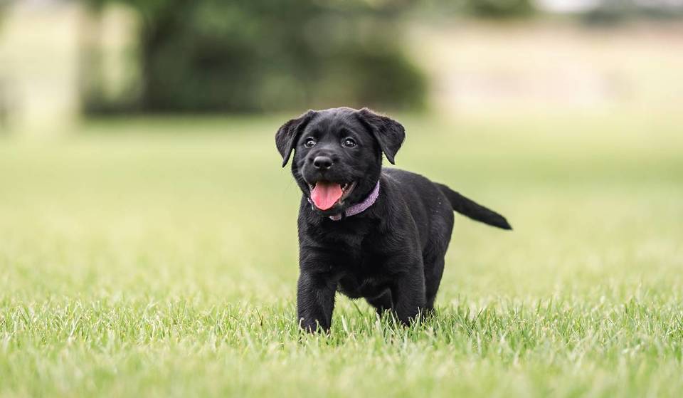 Cuddle Up With Adorable Puppies At A Guide Dogs Pup-Up Café