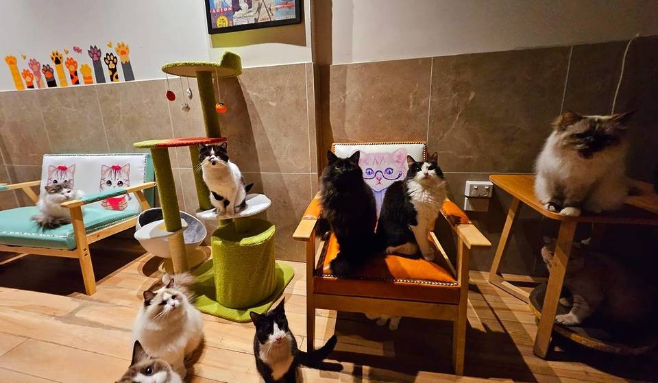 The Purrfect Cat Café Melbourne Will Reopen This June