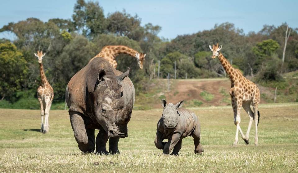 See A Precious Southern White Rhino Calf At Werribee Open Range Zoo