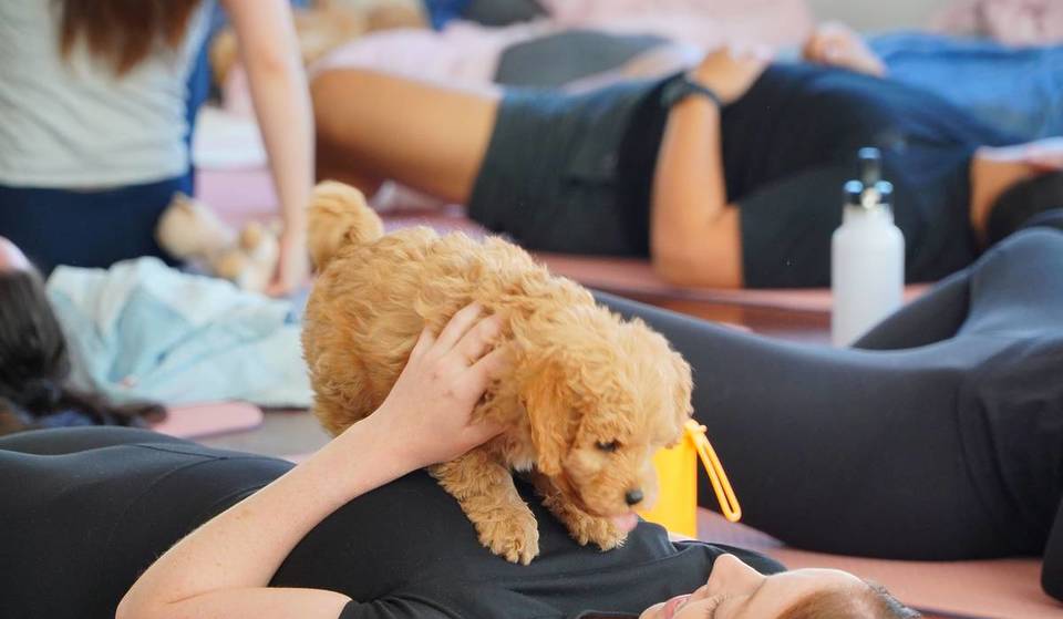 The Sweet And Snuggly Sensation, Puppy Yoga, Is Coming To Melbourne