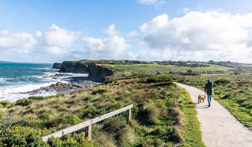 The Best Dog-Friendly Walks In Victoria For Your Next Adventure