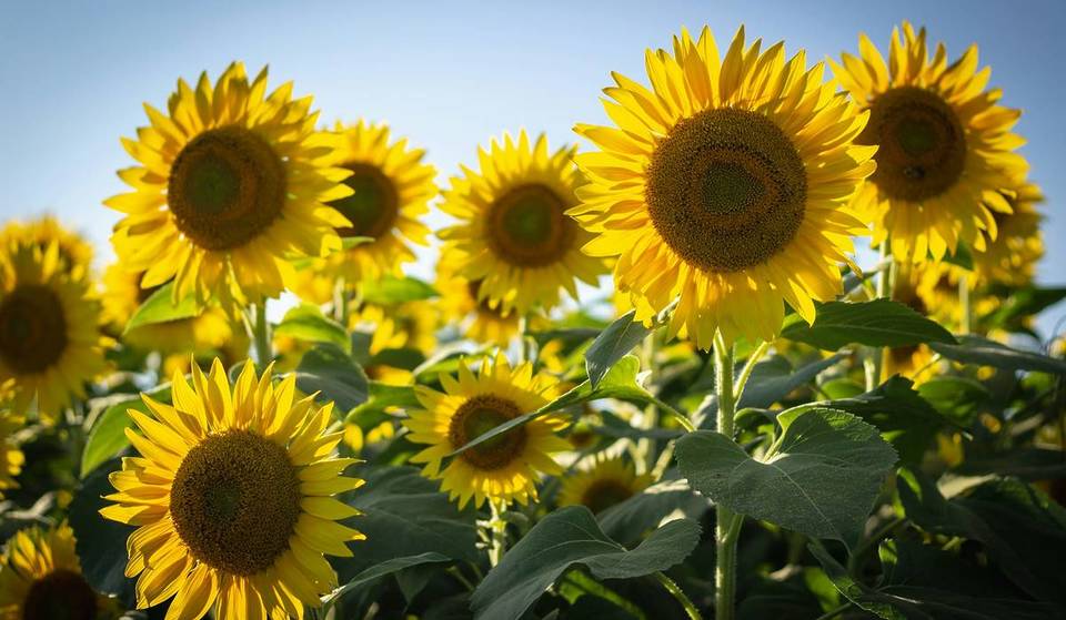Go Sunflower Picking At This Bright Farm In The Yarra Valley