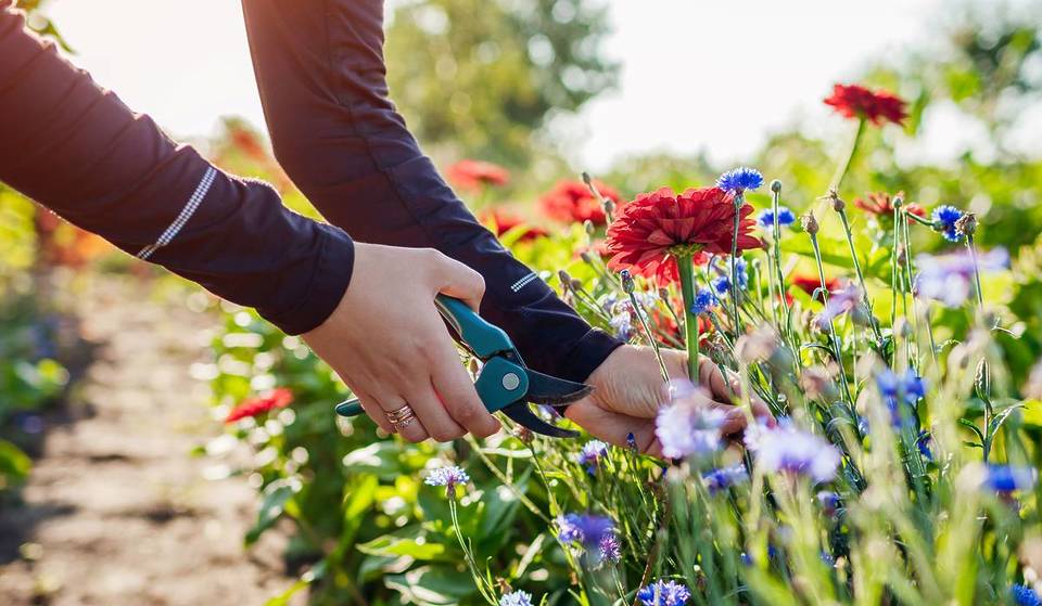 The Best Places To Go Flower Picking Near Melbourne