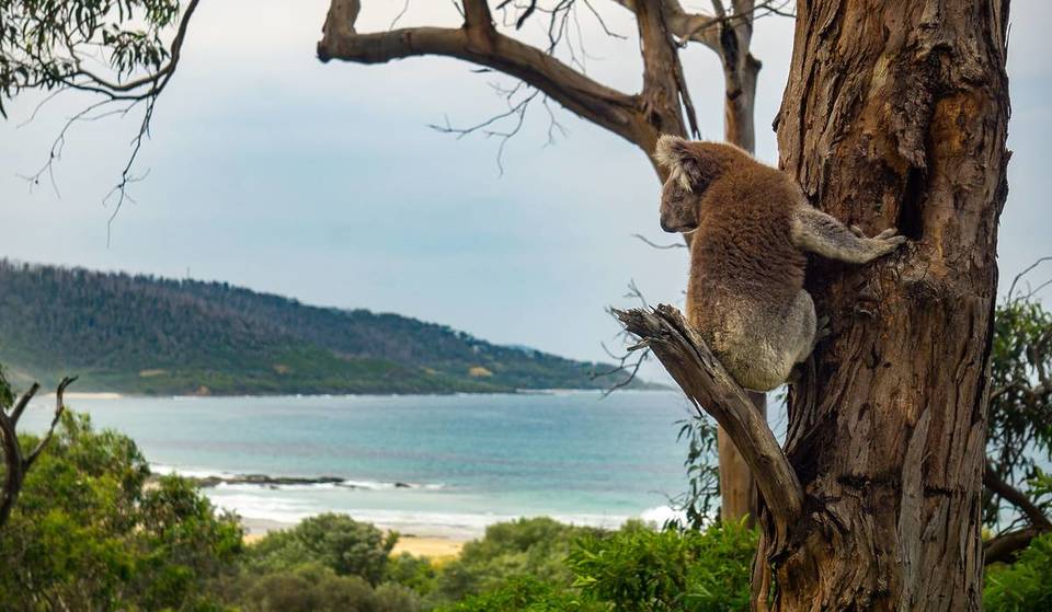 This Nature Walk On The Great Ocean Road Is The Perfect Place To Go Koala Spotting