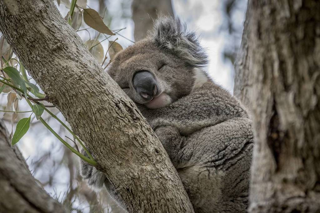 koala sleeping in tree near Kennett River