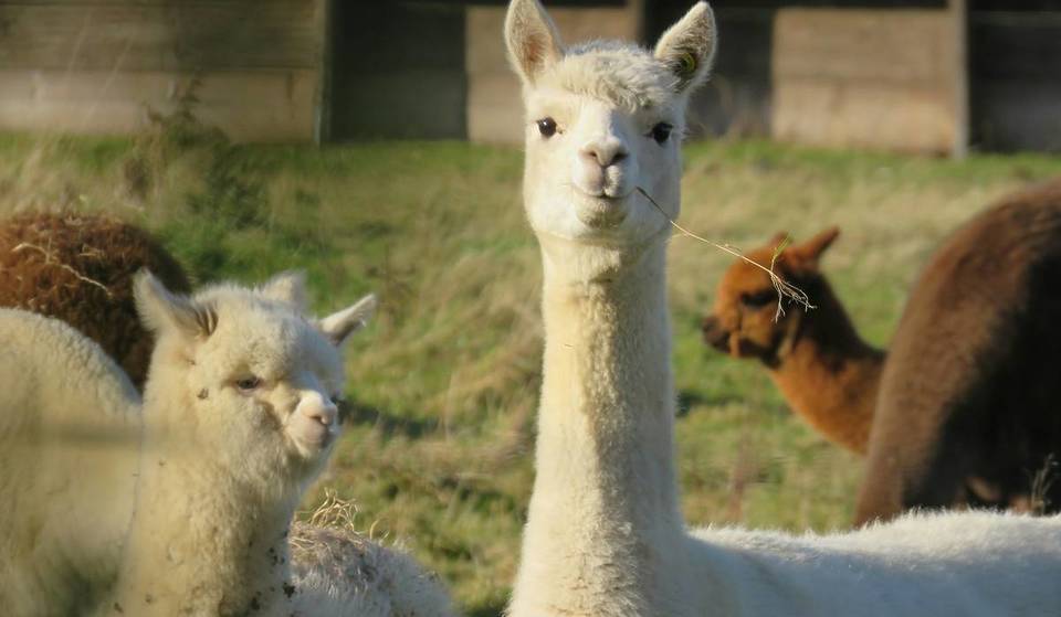 The Cutest Places To Hang Out With Alpacas In Melbourne And Victoria
