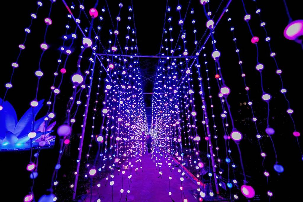 rows of lights on strings that you can walk through at Electric Wonderland in Bendigo