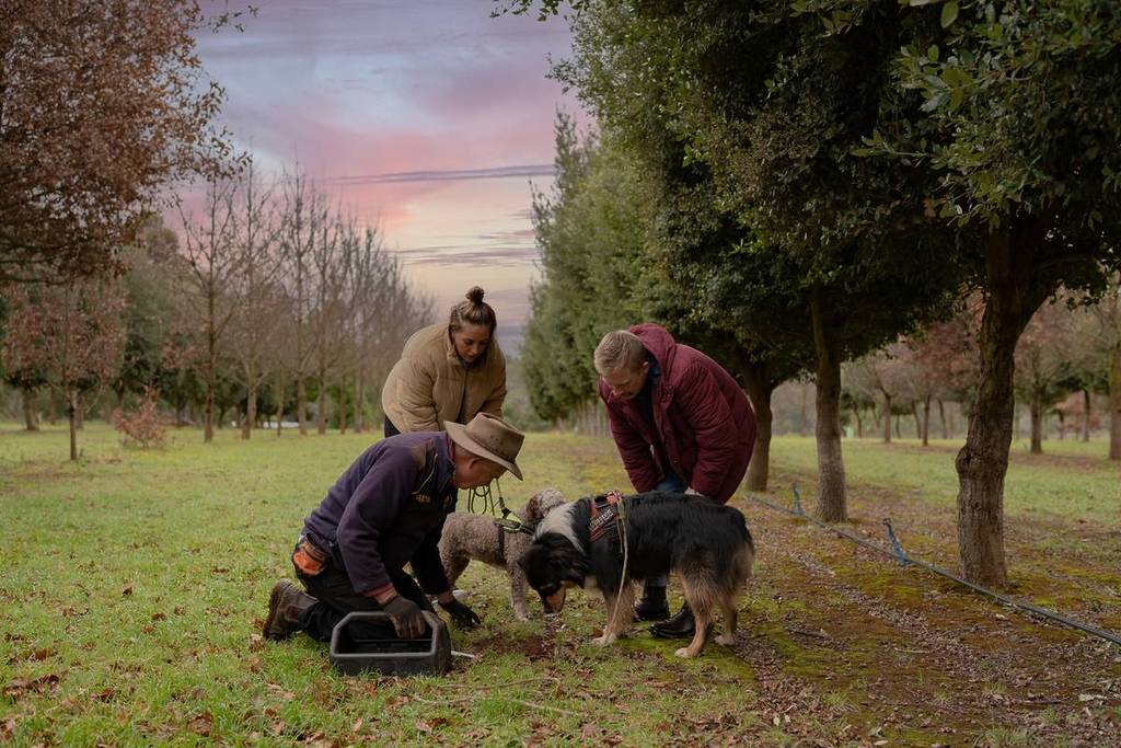 people gathered around truffle hunting dogs looking at the floor as they forage something from Black Cat Truffles near Ballarat and not far from Melbourne