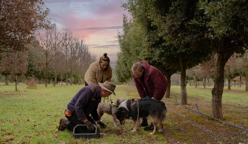 It’s Truffle Season — Here Are The Best Places To Hunt For These Earthy Treasures Near Melbourne