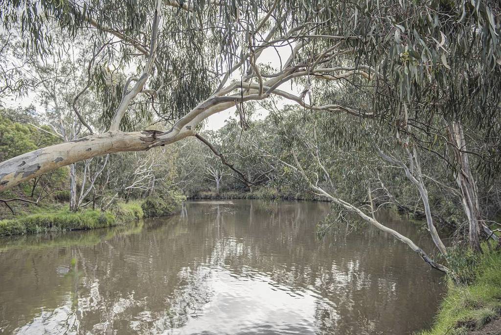 The Merri Creek winds its way towards Melbourne's busy centre, joining the Birrarung/Yarra River at Dights Falls.