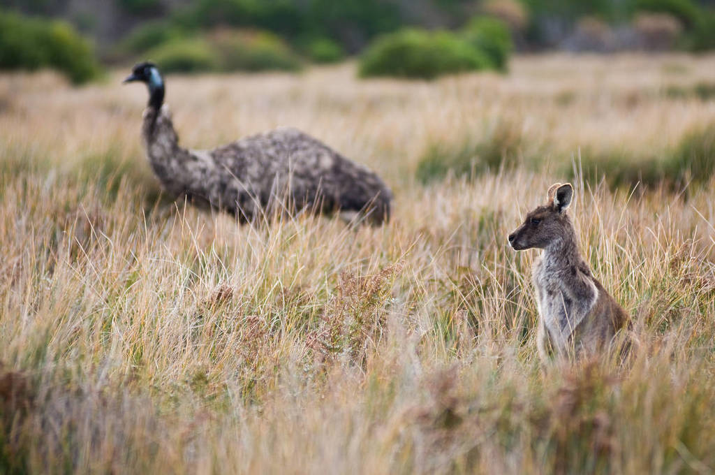 kangaroo and emu seen on the Prom Wildlife Walk in Wilsons Promontory National Park