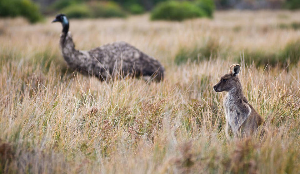 This Easy Walk In Wilsons Prom Is The Perfect Place To Spot Kangaroos, Wombats And More
