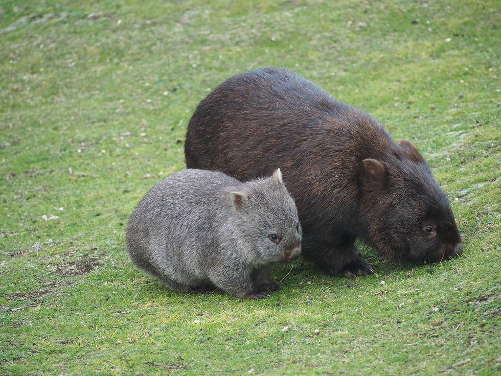 adult and baby wombat in Wilsons Prom
