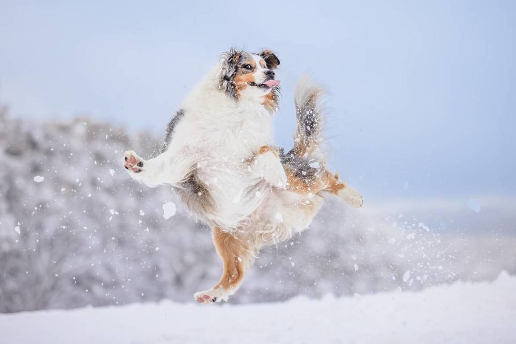 goofy collie leaping in the snow and looking stoked during a Snow Dogs Photography Experience session on Dinner Plain