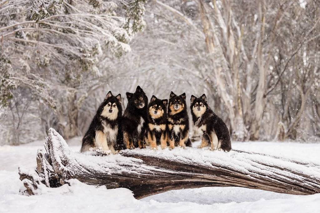 five fluffy black and tan dogs sitting on a log in the snow during a Snow Dogs Photography Experience session