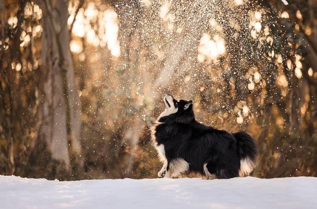 small Pomeranian looking up as snow falls on it
