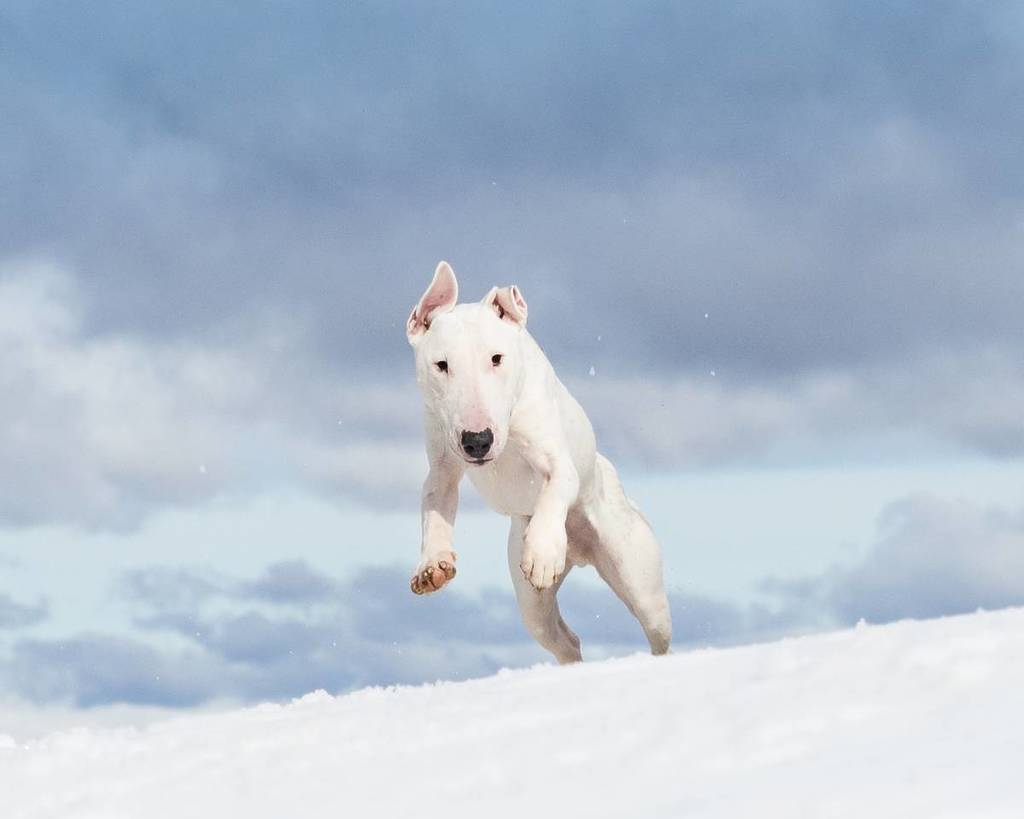 white bull terrier bounding over a snowy hill