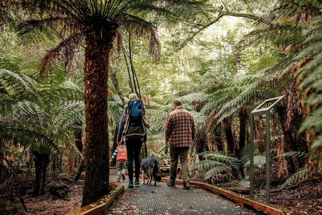 a family and a dog walking on the Wirrawilla Rainforest Walk