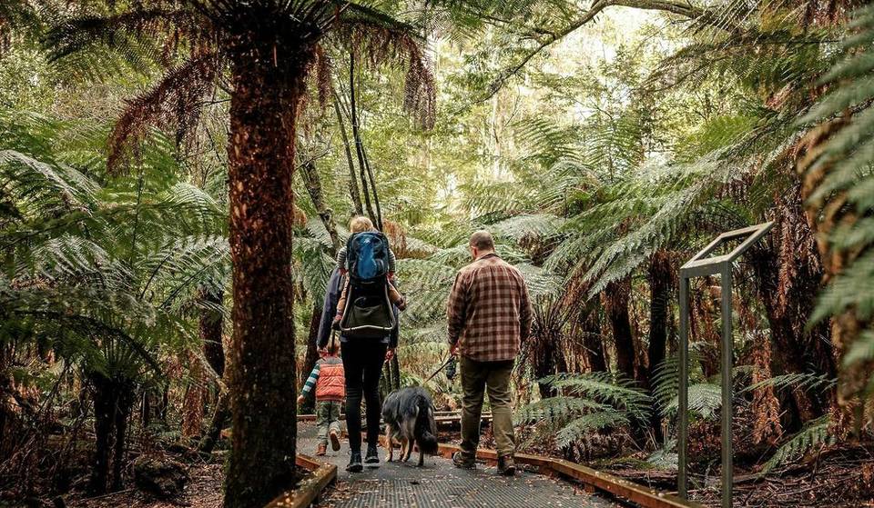This Easy Rainforest Walk 90 Minutes Away From Melbourne Is Both Accessible And Dog-Friendly