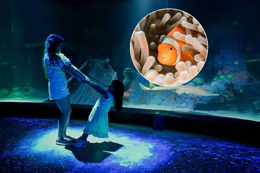 A mother with her daughter playing at SEA Life Melbourne Aquarium and highlighted, a clownfish peeking out of a coral.
