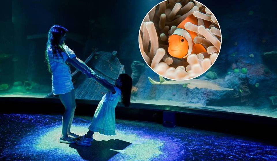 The Most Unique Concert Venue In Melbourne Is Hiding In SEA LIFE Aquarium’s Oceanarium —  And It&#8217;s Hosting Two Shows Every Month