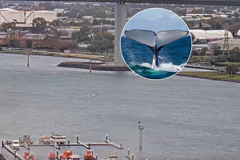a small image of a humpback whale tail, over a largery grainy photo of two splashes underneath the West Gate Bridge, indicating the presence of whales