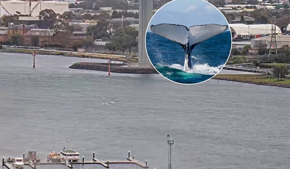 Two Curious Humpback Whales Were Spotted Under The West Gate Bridge