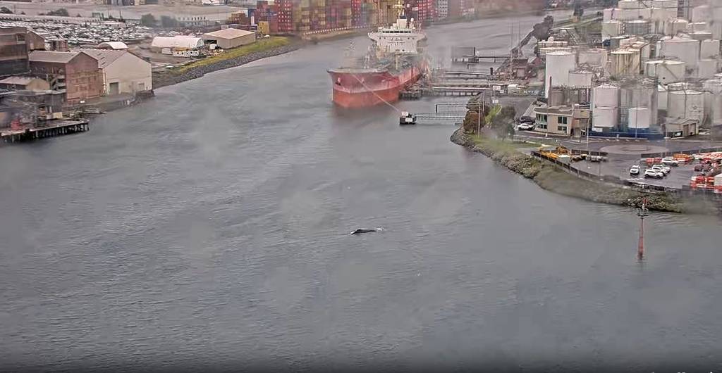 whale breaching water surface near coode island