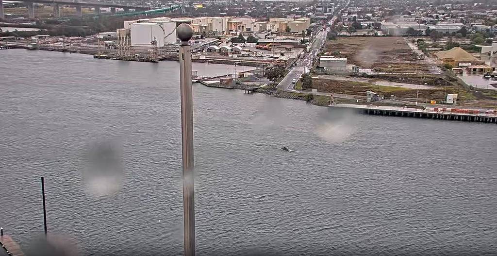 whale breaching water surface on Yarra River near West Gate Bridge